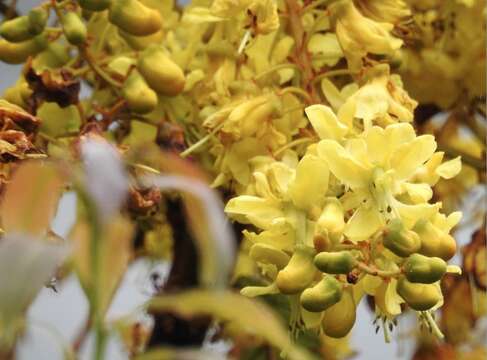 Image of Caesalpinia vernalis Benth.