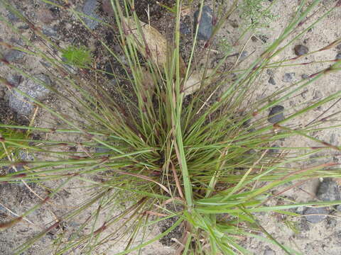 Image of Dianthus thunbergii Hooper