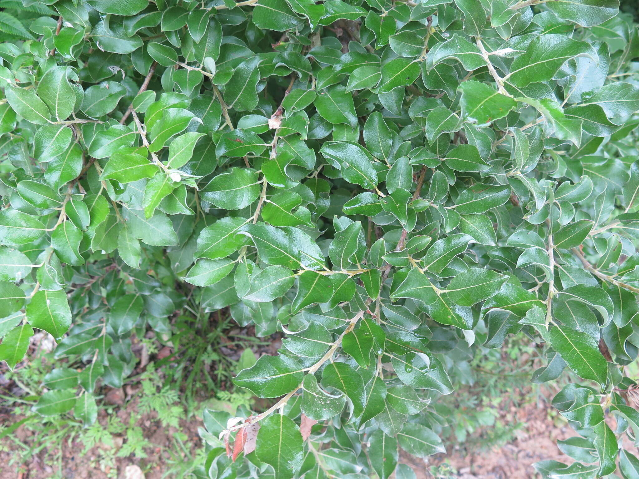 Image of Salix abscondita Lackschew.