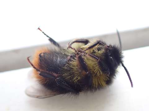 Слика од <i>Bombus soroeensis proteus</i>