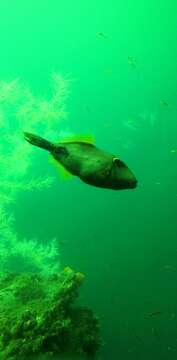 Image of Smooth leatherjacket