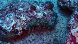 Image of Strawberry Vase Sponge