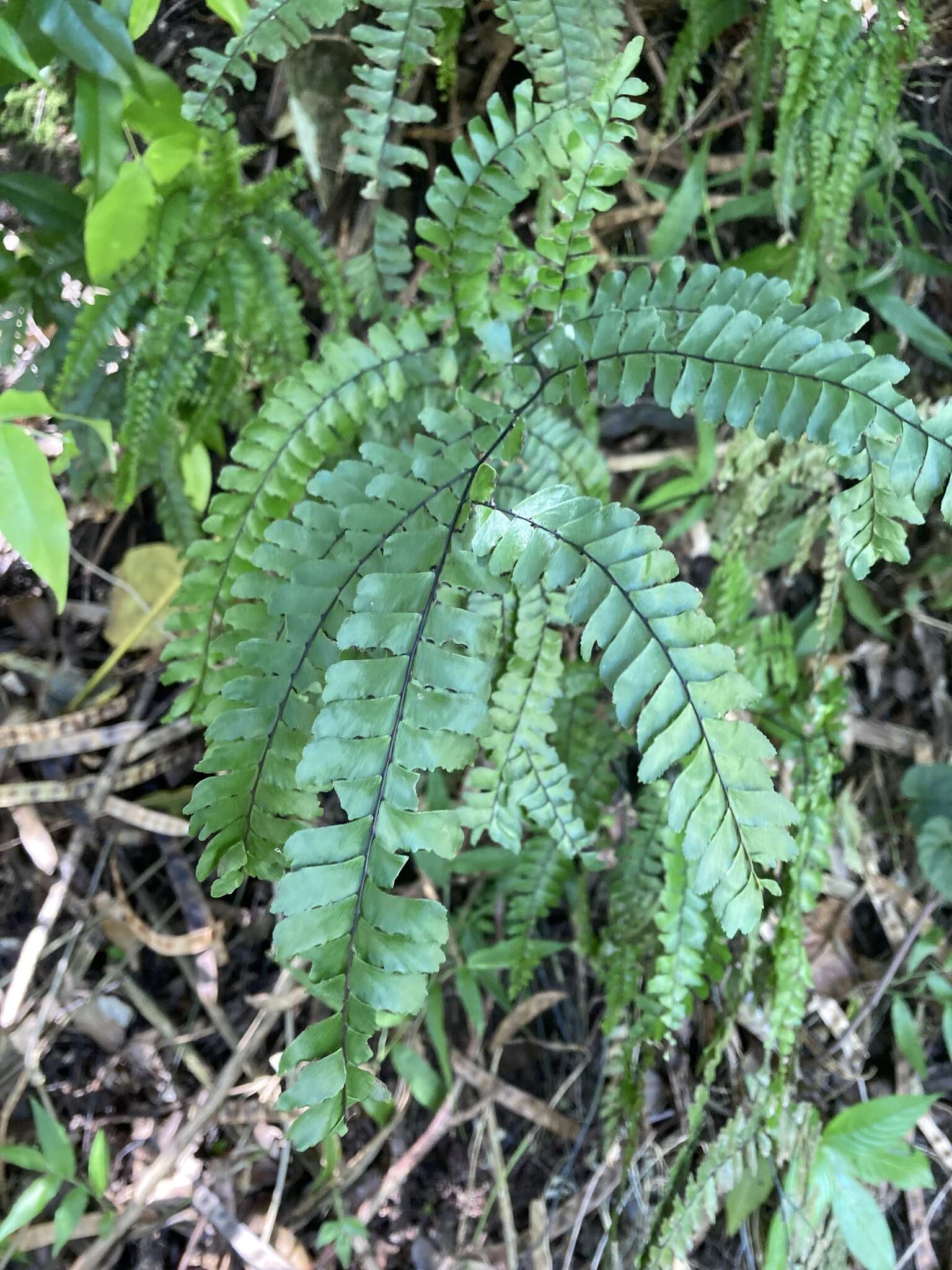 Imagem de Adiantum pyramidale (L.) Willd.