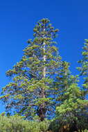 Image of Baker Cypress