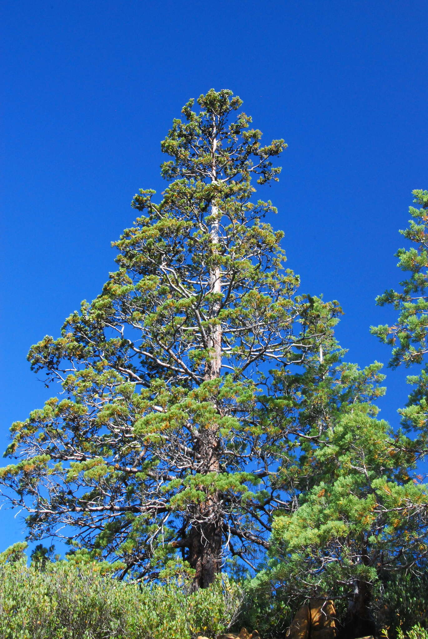 Image of Baker Cypress