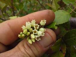 Image of Vaccinium exul Bolus