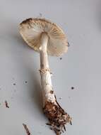 Lepiota ignivolvata Bousset & Joss. ex Joss. 1990 resmi