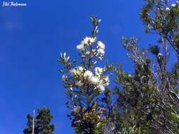 Myrceugenia lanceolata (Juss. ex Jaume St.-Hil.) Kausel resmi