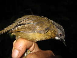 Image of Grey-throated Babbler