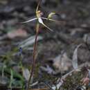 Image of Caladenia flindersica (D. L. Jones) R. J. Bates
