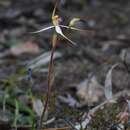 Caladenia flindersica (D. L. Jones) R. J. Bates的圖片