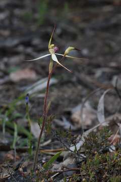 Caladenia flindersica (D. L. Jones) R. J. Bates的圖片