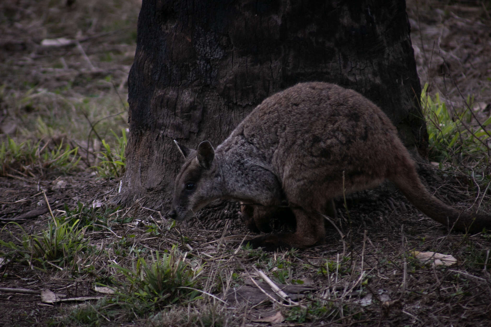 Image of Brush-tailed Rock Wallaby