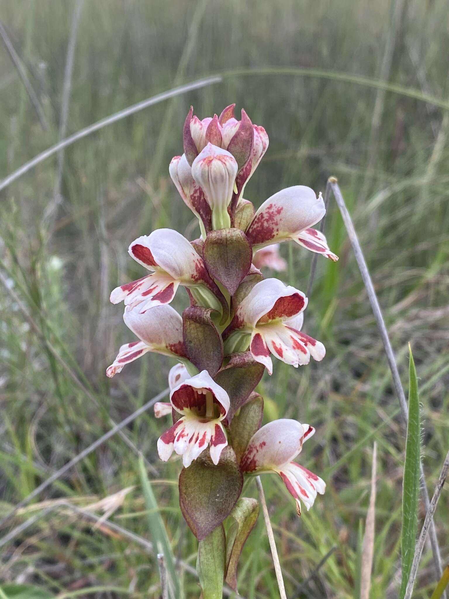 Image de Satyrium sphaerocarpum Lindl.