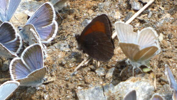 Image of Mnestra’s Ringlet