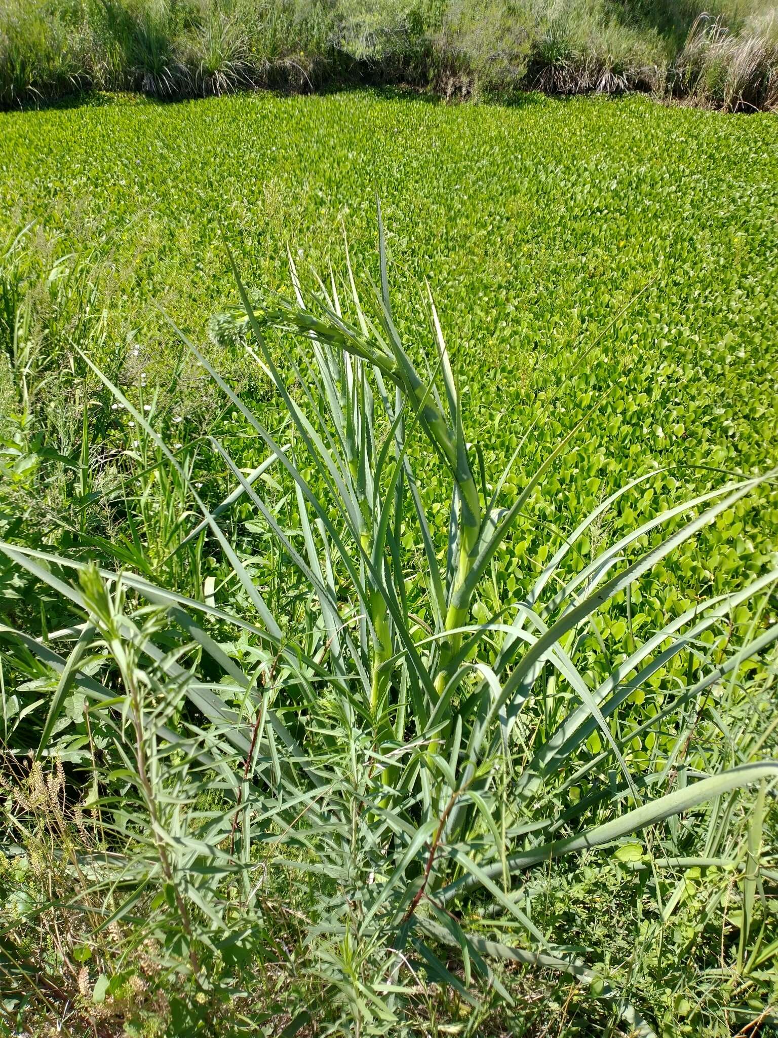 Image of Eryngium pandanifolium Cham. & Schltdl.