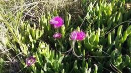 Image of Carpobrotus deliciosus (L. Bol.) L. Bol.