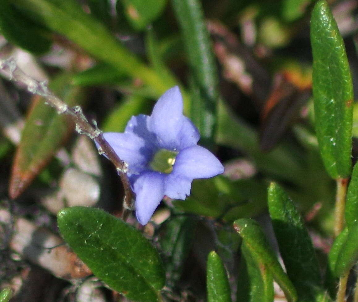 صورة Gentiana prostrata Haenke