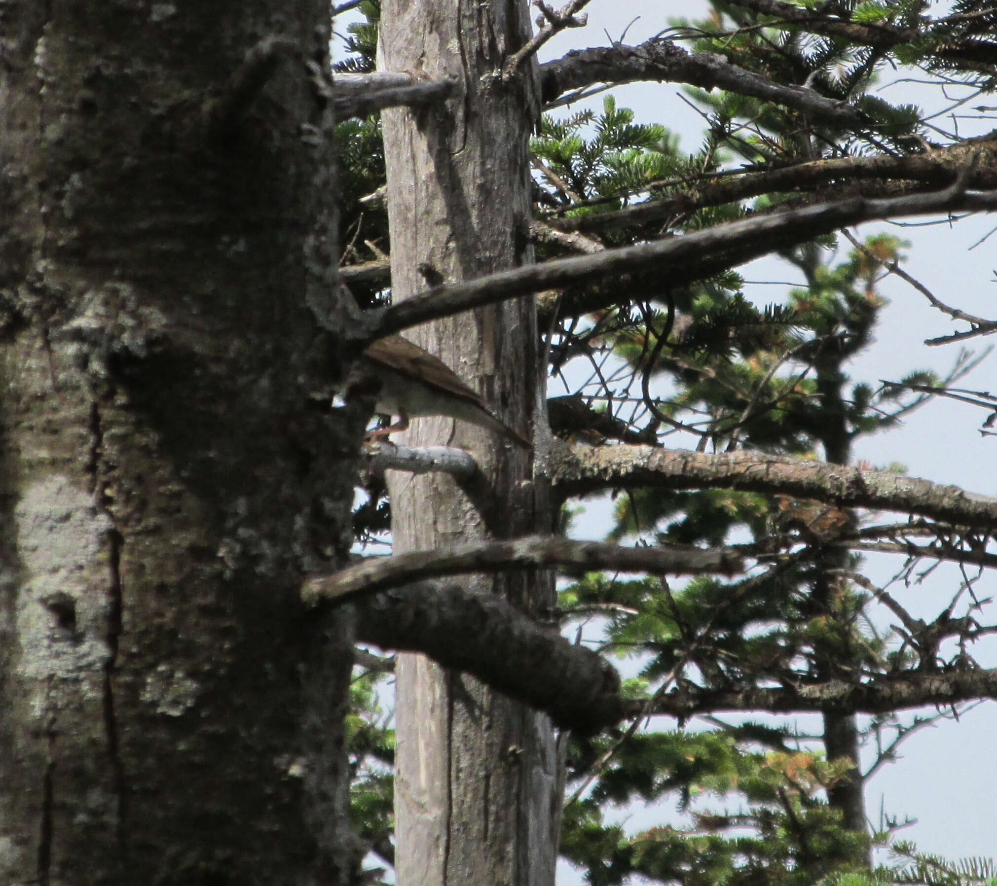 Image of Bicknell's thrush