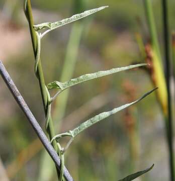 Image de Convolvulus sagittatus Thunb.