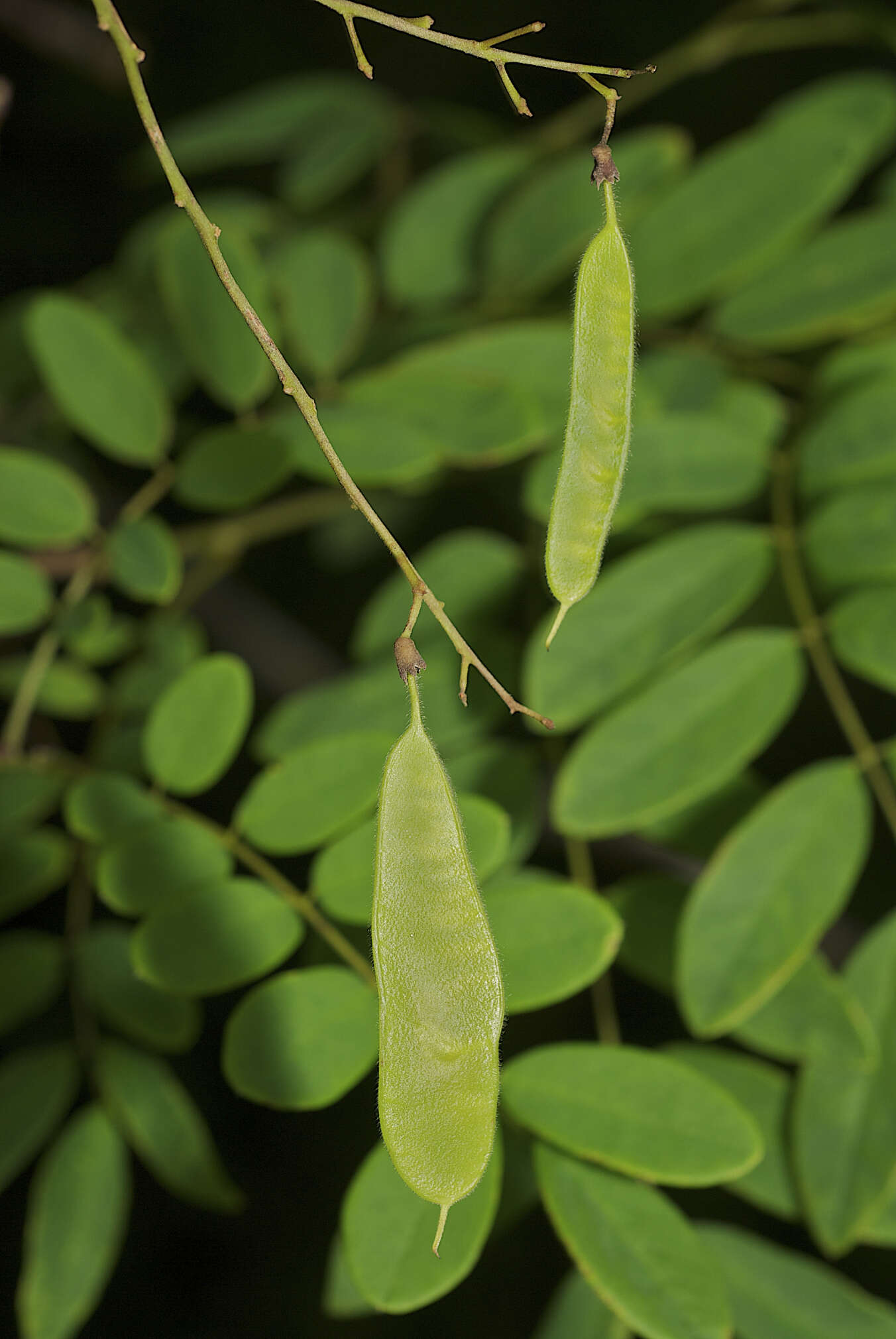 Image of Austrosteenisia stipularis (C. T. White) Jessup