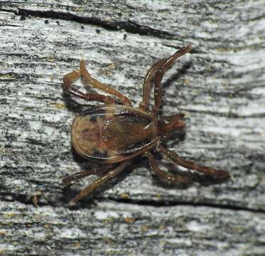 Image of Ixodes holocyclus Neumann 1899