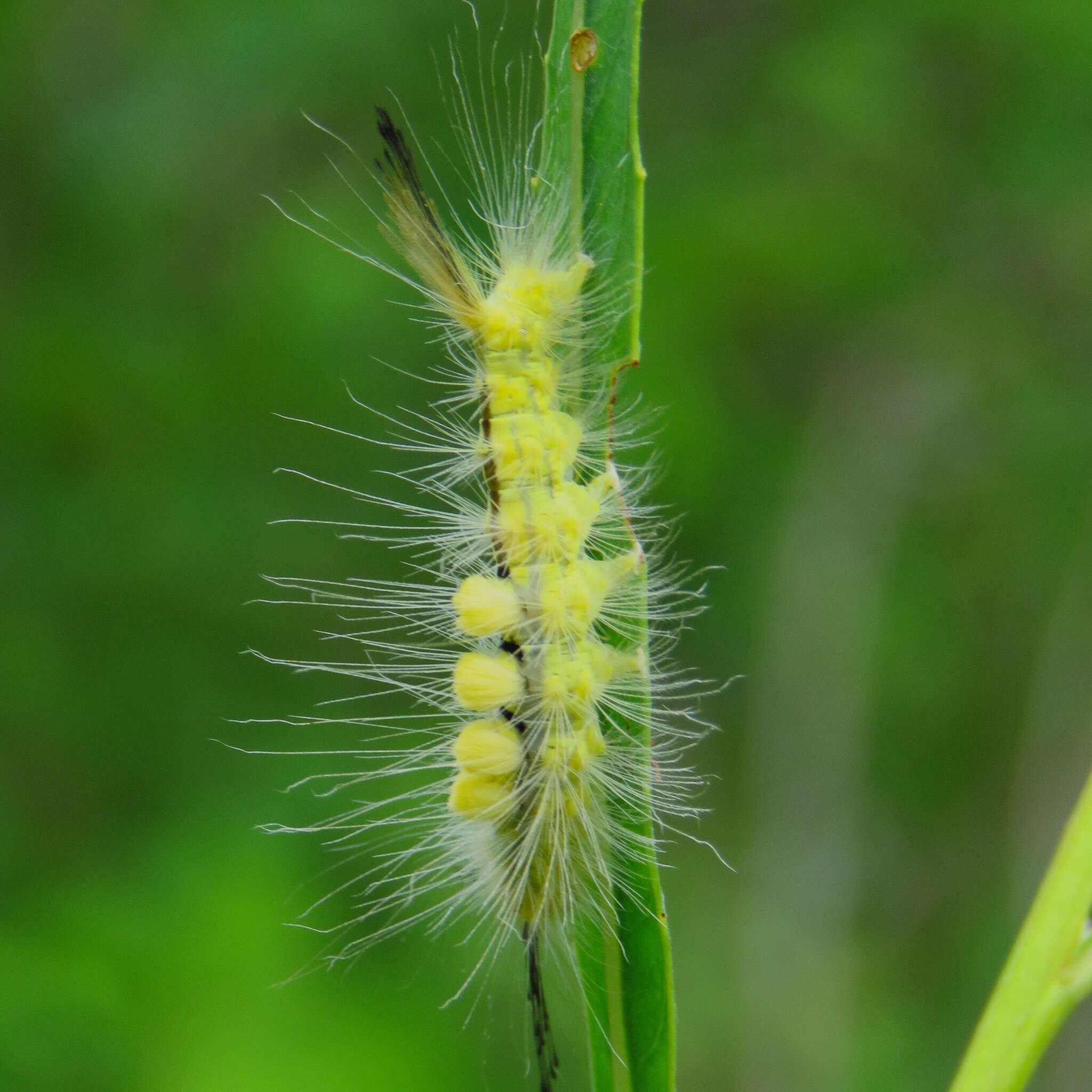 Image of Definite Tussock Moth