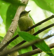 Image of Cachar Bulbul