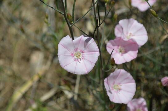 Image of Convolvulus pseudocantabrica Schrenk