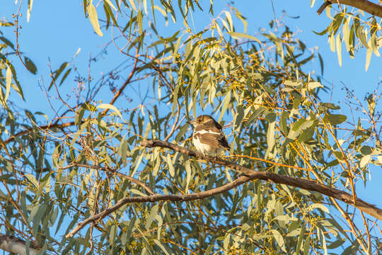 Image of Grey Butcherbird