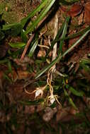 Imagem de Angraecum conchoglossum Schltr.