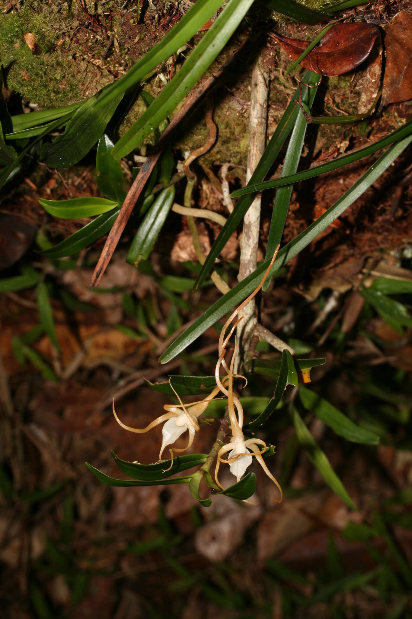 Imagem de Angraecum conchoglossum Schltr.