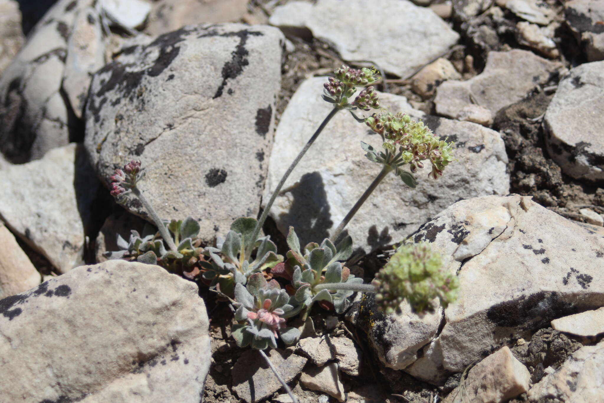 Image of sulphur-flower buckwheat