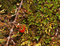 Image of Coprosma niphophila Orchard