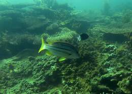 Image of Spanish flag snapper