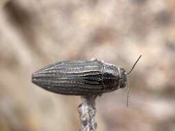Image of Buprestis striata Fabricius 1775