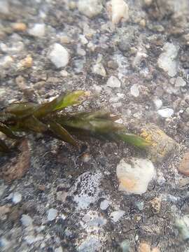 Image of fountain lattice moss