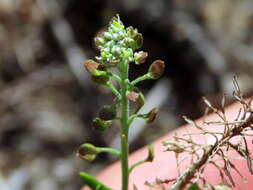 Sivun Lepidium capense Thunb. kuva