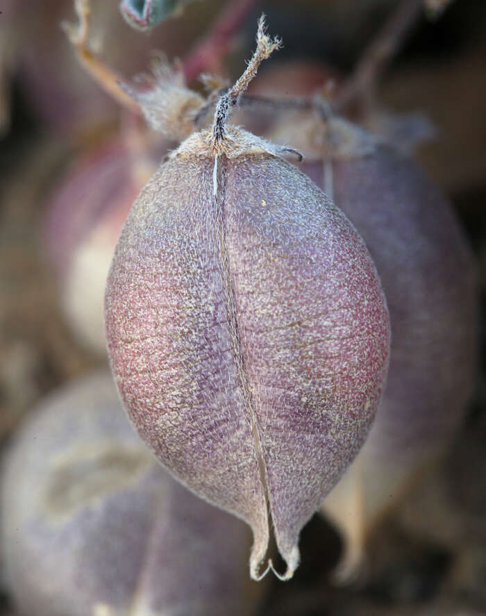 Astragalus gilmanii Tidestr.的圖片