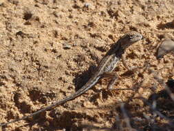 Ctenophorus fordi (Storr 1965) resmi