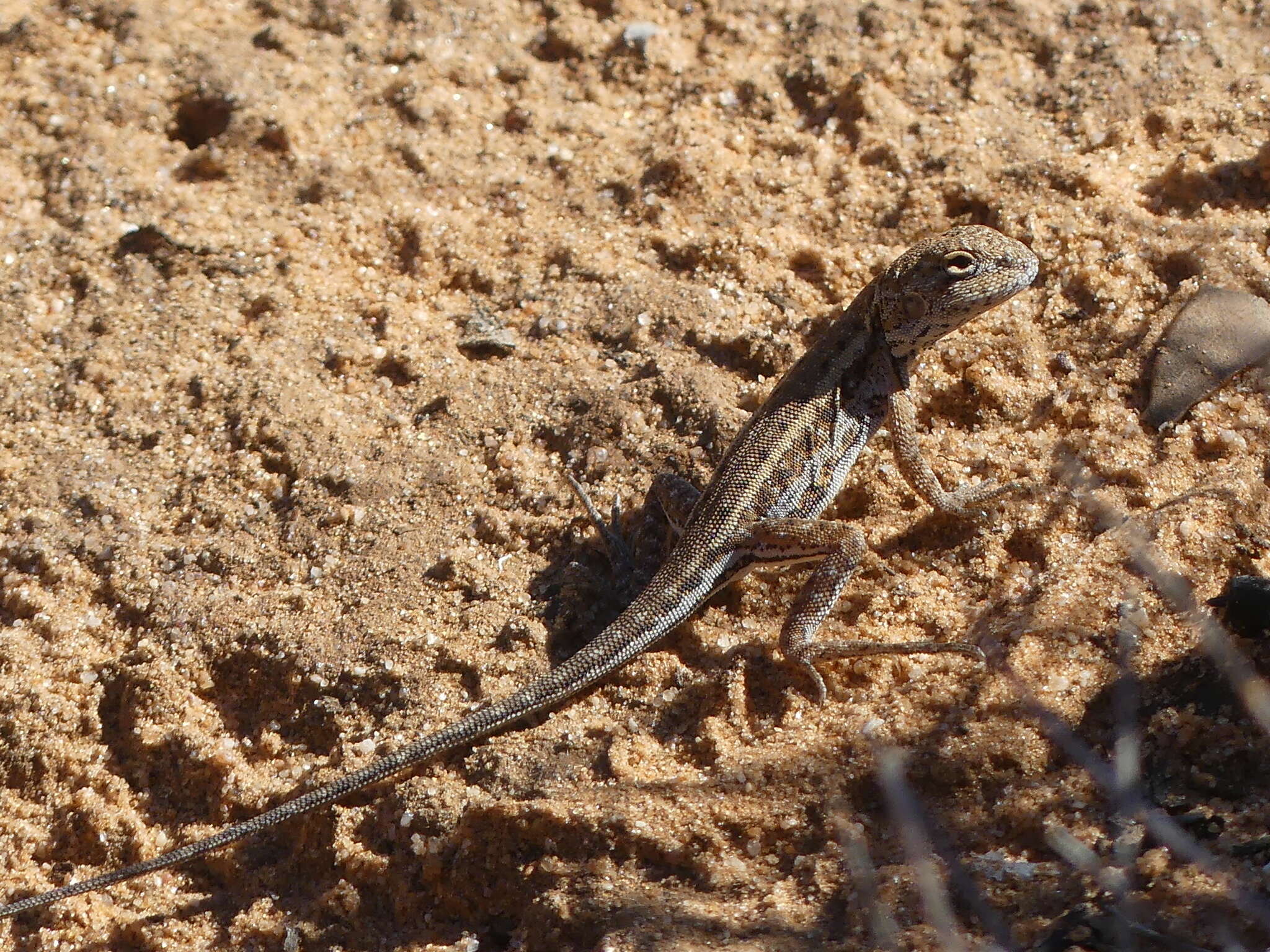 Ctenophorus fordi (Storr 1965) resmi