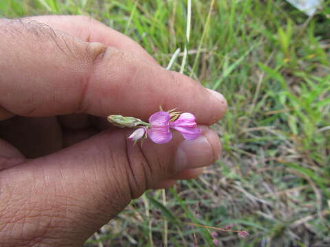 Imagem de Indigofera asperifolia Benth.