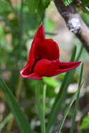 Image of Tulipa hungarica Borbás