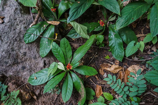 Image of Snakeroot