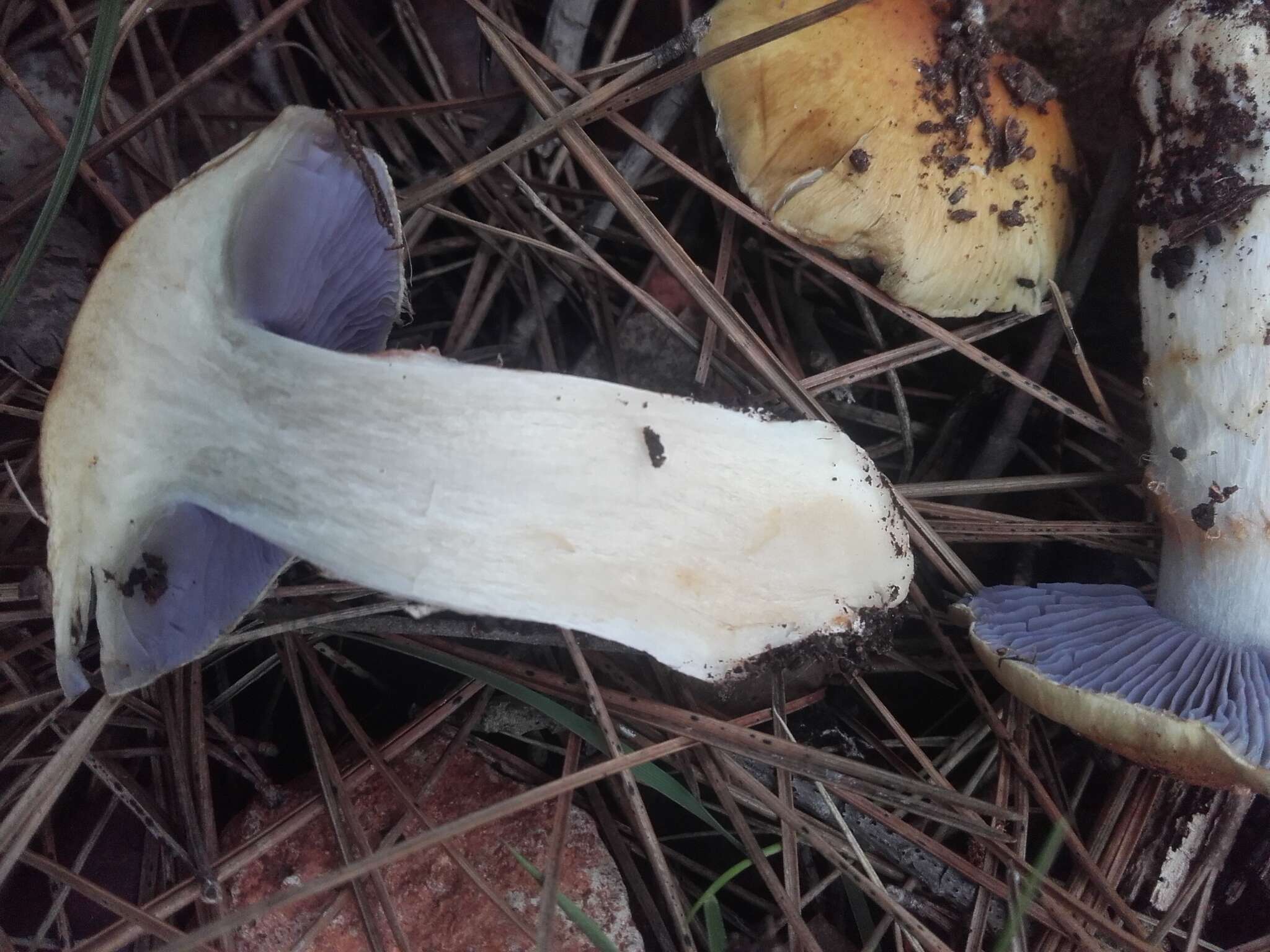 Слика од Phlegmacium luteocingulatum (Bidaud & Fillion) Niskanen & Liimat.