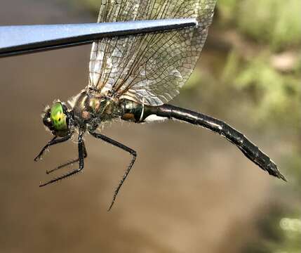 Image of Downy Emerald