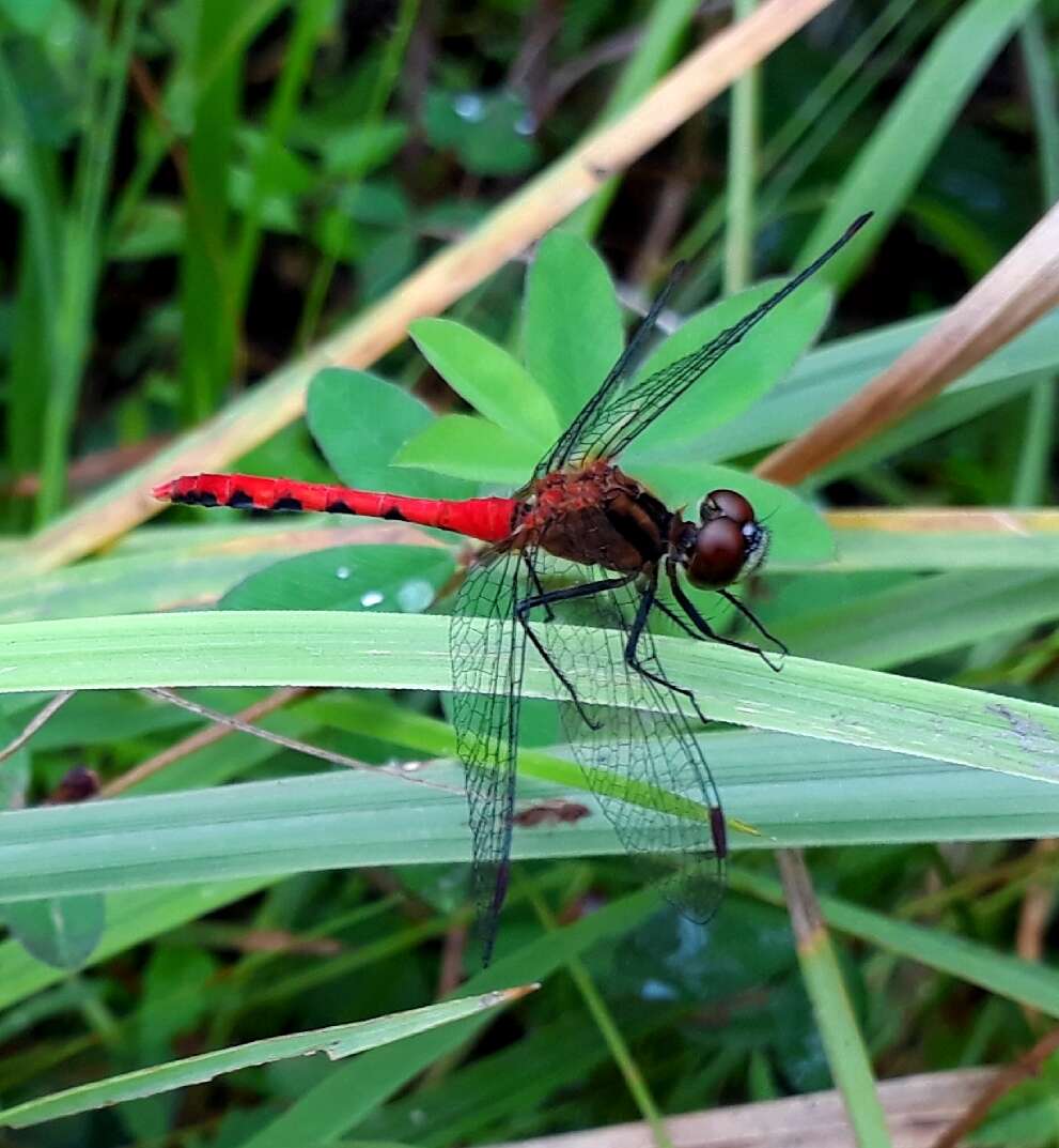 Image of Sympetrum parvulum (Bartenev 1912)