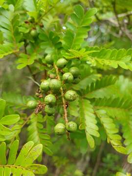 Image of Macphersonia gracilis O. Hoffm.