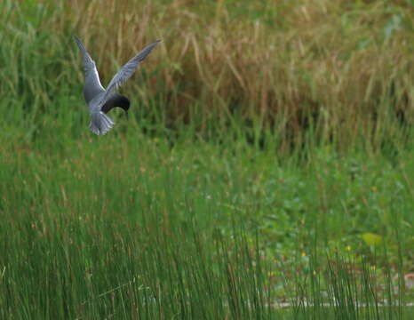 Image of Black Tern