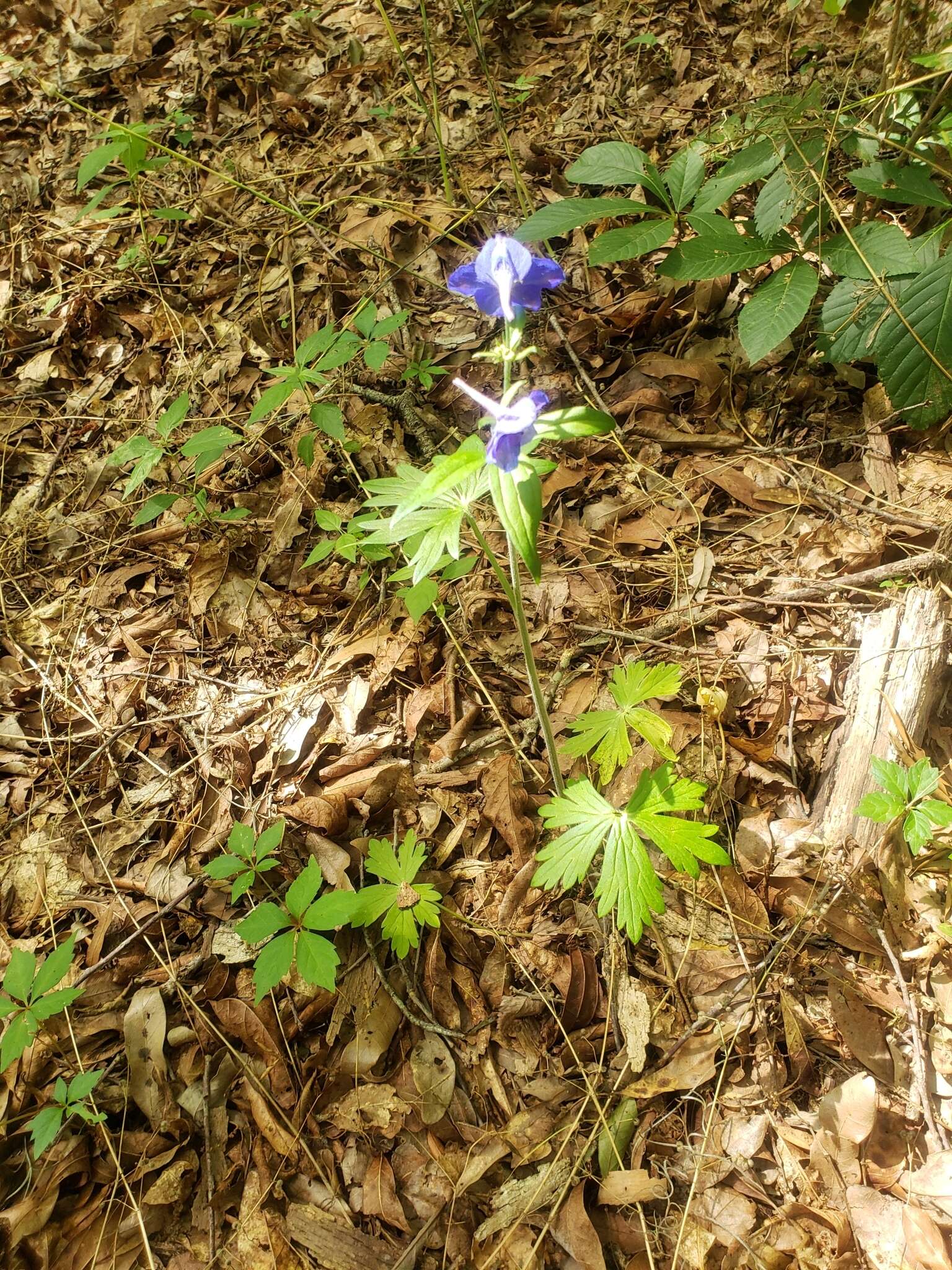 Plancia ëd Delphinium alabamicum R. Kral